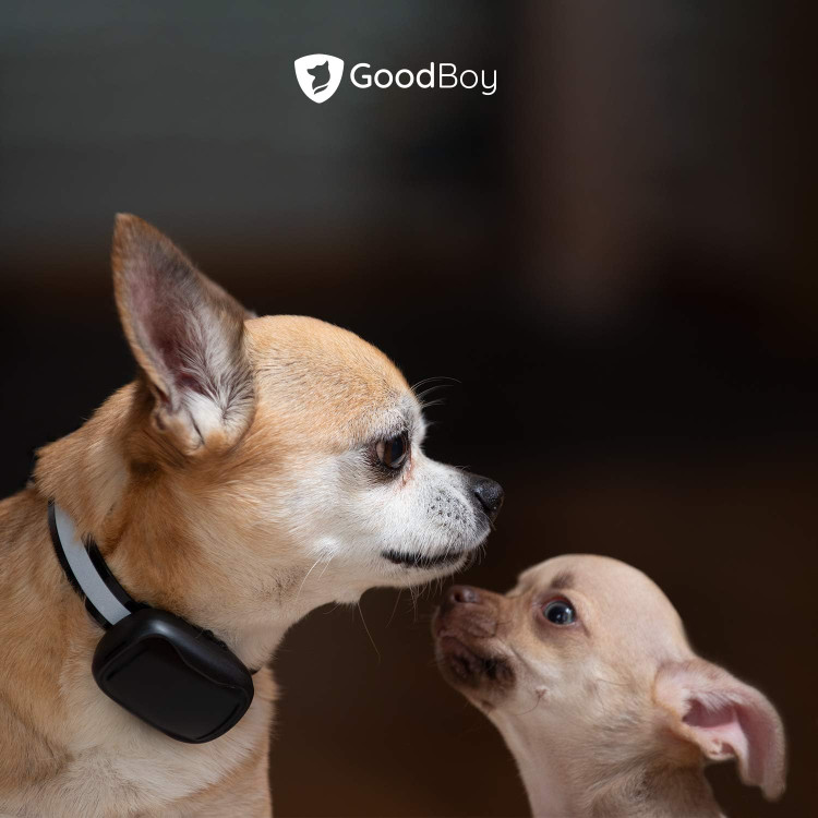 قلاده تربیتی ریموت دار GoodBoy Mini ضد آب و برد ۱۰۰۰ فوت - مناسب برای سگهای کوچک تا متوسط