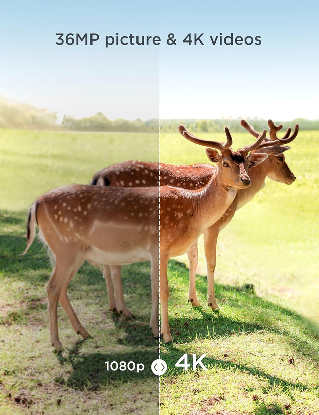 دوربین تله و شکار - دوربین حیات وحش CEYOMUR، دوربین مسیر 4K 36MP HD با 40 عدد LED مادون قرمز، دید در شب، فعال شدن حرکت و ضد آب IP66 برای نظارت بر حیات وحش ن1