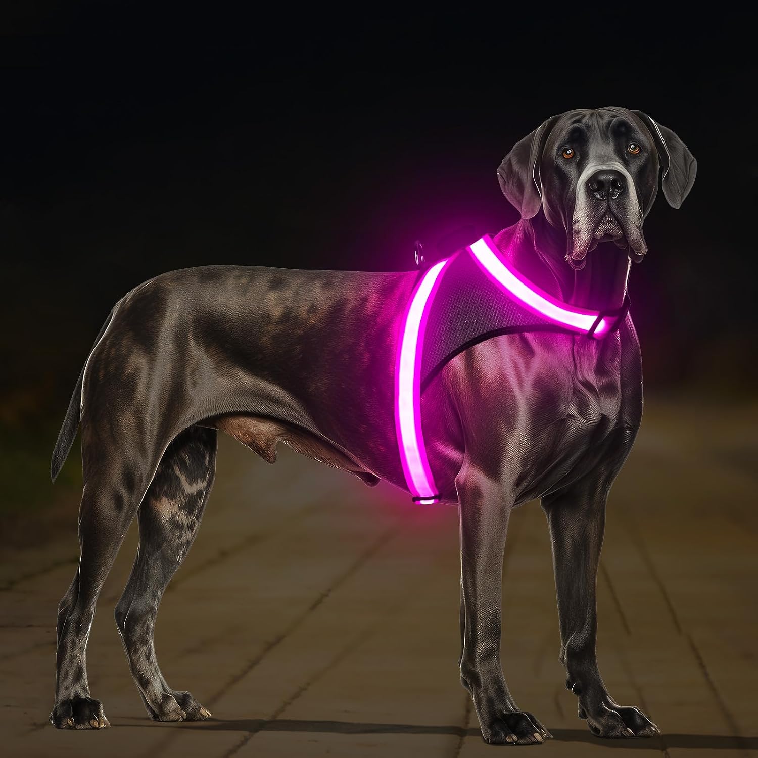 با هارنس LED ChalkLit، امنیت و راحتی سگ خود را در هر زمان از شبانه‌روز تضمین کنید. 🐾