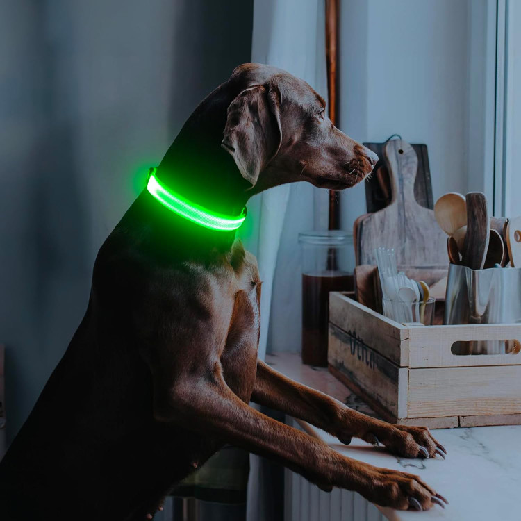 قلاده سگ چراغدار Illumifun، قلاده LED قابل شارژ با درگاه USB-C و درخشان در تاریکی، مجهز به چراغهای ایمنی قابل تنظیم برای پیادهروی شبانه حیوانات خانگی (سبز، سایز متوسط)
