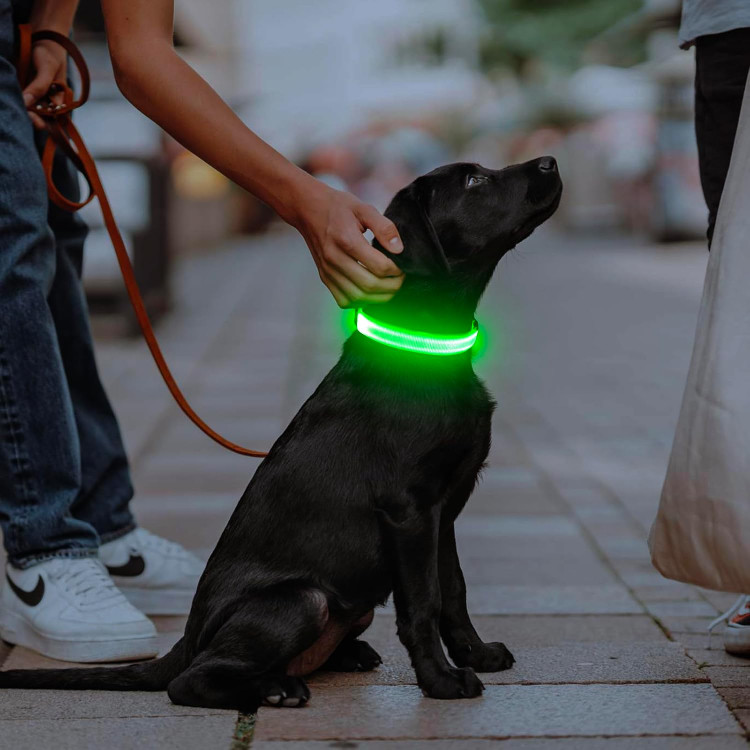 قلاده سگ چراغدار Illumifun، قلاده LED قابل شارژ با درگاه USB-C و درخشان در تاریکی، مجهز به چراغهای ایمنی قابل تنظیم برای پیادهروی شبانه حیوانات خانگی (سبز، سایز متوسط)